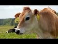Dairy Farm Operations and Research