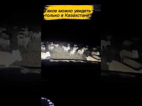 Началась большая миграция Сайгака