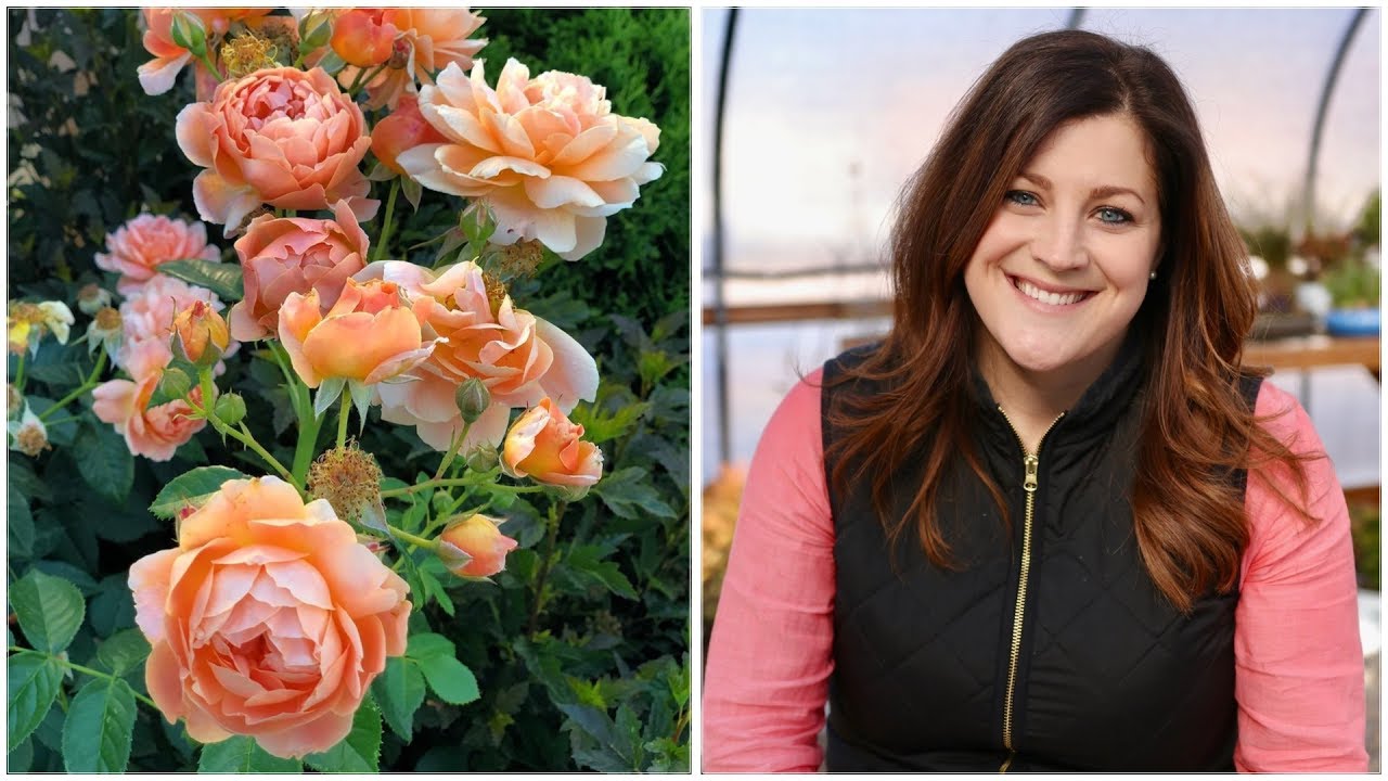13 Rose Varieties #13