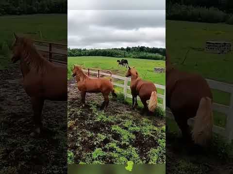 Horse kick #funny #animals