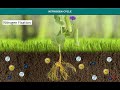 Nitrogen Cycle and Processes