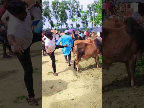 😁😜🙆What happened when you came to see the cow?