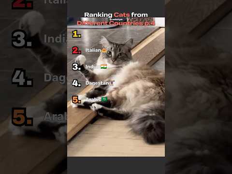Ranking cats from different countries p.4 #funny #cat #ranking