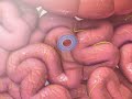 Understanding Peristalsis and the Alimentary Canal