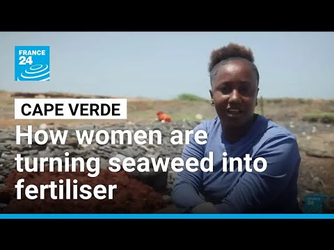 YouTube video thumbnail: From Menace to Fertiliser: The Women Fighting Back Against Cape Verde's Seaweed Surge