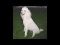 Understanding Poodles
