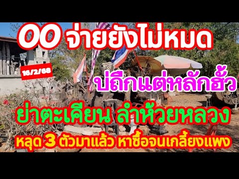 00 จ่ายยังไม่หมด บ่ถืกแต่หลักฮั้ว หญ้าตะเคียนลำห้วยหลวง หลุด 3 ตัวมาแล้ว หาซื้อจนเกลี้ยงแผง