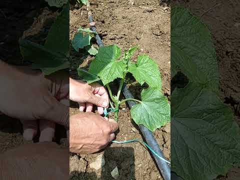 🥒 Δένω την Αγγουριά για να Αναρριχηθεί | #κήπος #λαχανόκηπος #αγγούρια