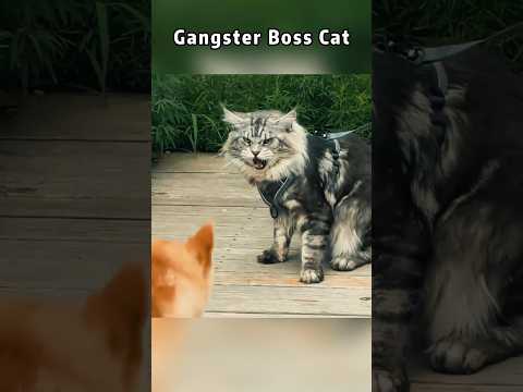 Gangster Boss Cat #foryou #funny #funypets #cat