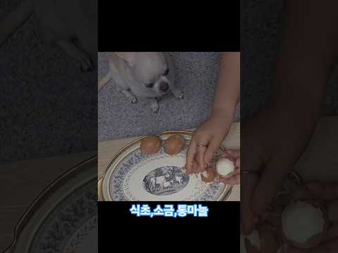 제리,달걀 삶을 때 넣으면 좋은건 #doglover #cutepuppy #chihuahua #치와와 #반려견일상 #강아지일상 #건강이 최고