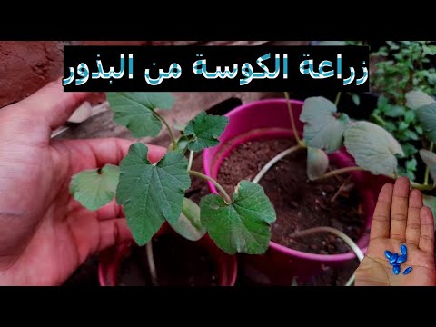 انجح طريقة لزراعة الكوسة من البذور