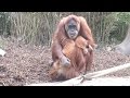 Orangutan Conservation and Palm Oil
