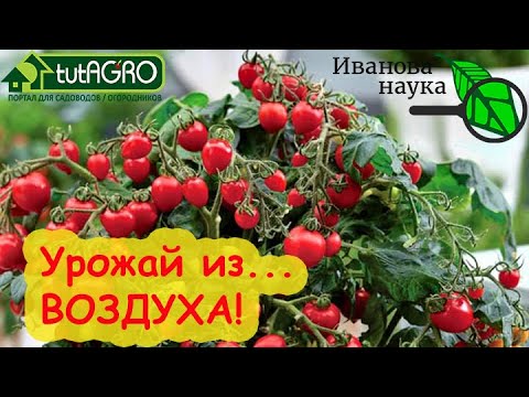 Научная пятница. Научите растения. Питаться воздухом! Как подкармливать растения воздухом бесплатно
