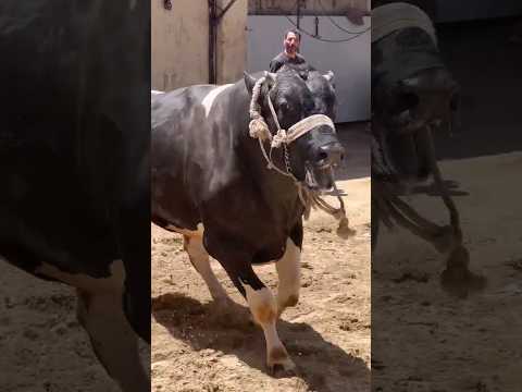 غضبهم وحش خالص😥سبحان الله العظيم 😥 #سبحان_الله #cow #هروب_عجل #اكسبلور #caw #عيد_الأضحى #funny #bull