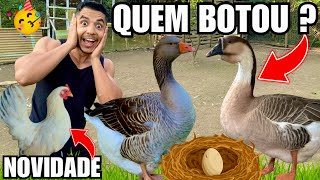 Finalmente o primeiro ovo de ganso da temporada | Futuras mudanças | Aves Recriar