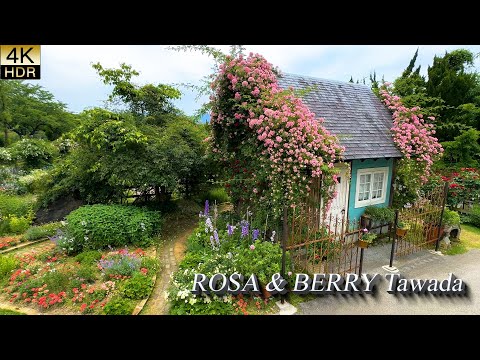 【4K HDR ROSE】 Rosa & Berry Tawada ローザンベリー多和田 – Garden Excellence Award 2025.