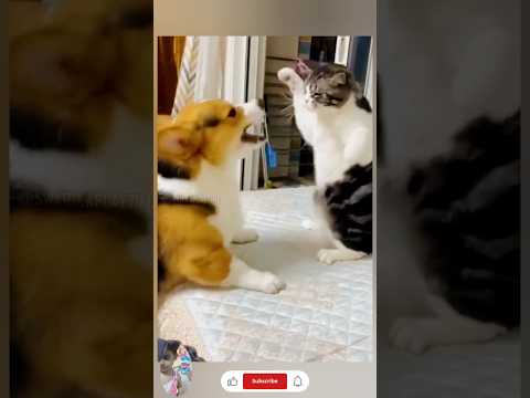 This Cat’s Quick Reaction Was Totally Unexpected 😂 | Funny Pet Short