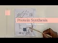 Protein Synthesis Concepts and Processes