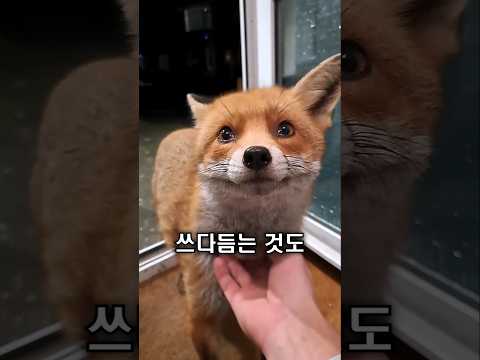 야생 여우, 사람 손을 거부하지 않습니다