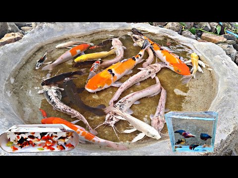 Catch lots of catfish, ornamental fish, koi fish, betta fish, molly fish, eels, turtles, lobsters