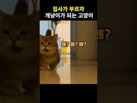 집사가 부르자 개냥이가 되는 고양이