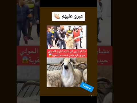 هالمعقول لي شرى شي حولي للعيد يردو 🤦‍♂️🇲🇦 #المغرب #اكسبلور #maroc #nador