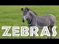 Zebra Facts and Characteristics
