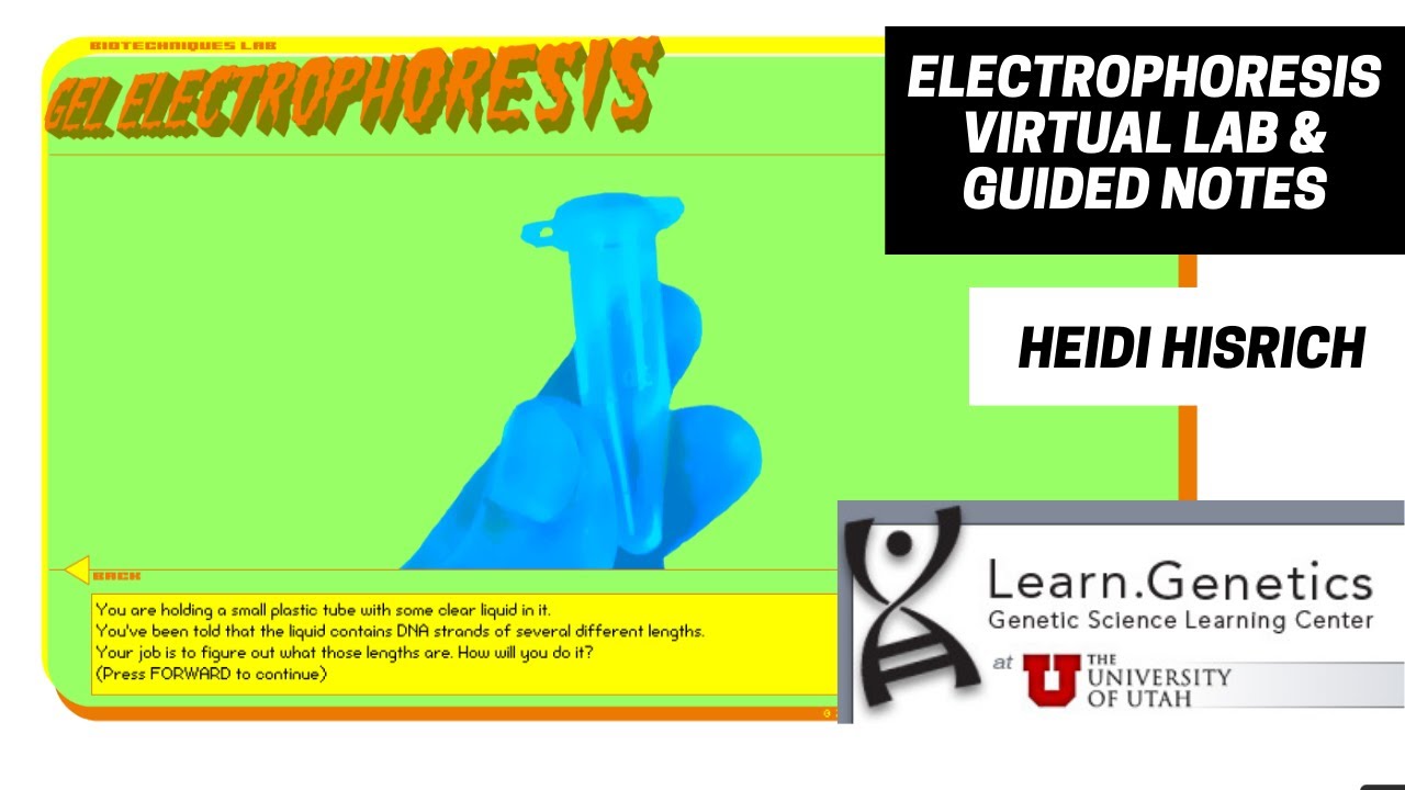 Gel Electrophoresis Virtual Lab Answer Key: Unraveling the Mysteries of DNA Migration