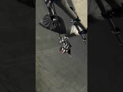 SKUNK inside the skatepark bowl?! #skateboarding #skate #skatepark #skunk #shorts