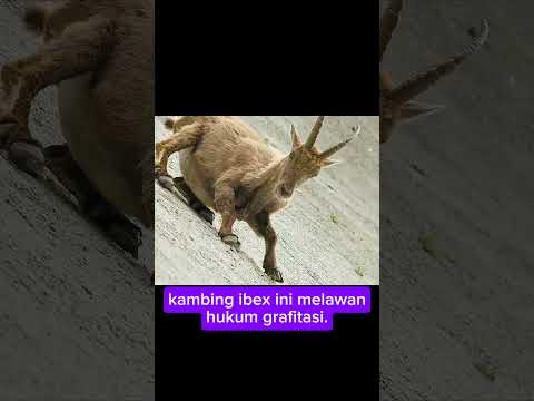 Kambing ibex ini, penghuni dataran tinggi dan dilindungi#FAKTA-UNIK#facts
