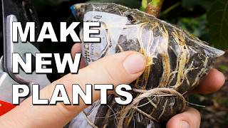Clone Plants With A Sandwich Bag