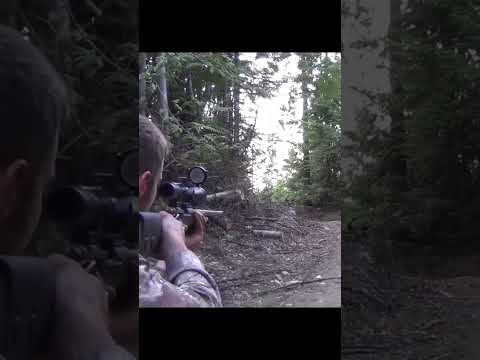 "Quick Aim, Big Bear"#BearCall #HuntingTime #BearHuntingTrip #BigBearHunt