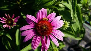 Planting for Pollinators