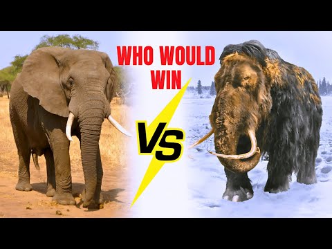 Woolly Mammoth vs. African Elephant: Who Would Win