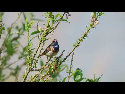 Bluethroat