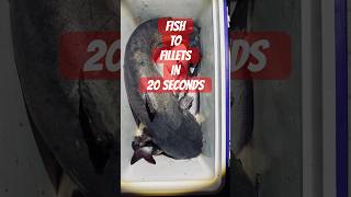 Fishing to Fillets in 20 Seconds #fishing #catfish #fillets #food #filet