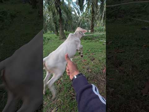 Penyuntikan antibiotik pada sapi luka #shortvideo #cow #animals
