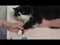 Understanding Blood Pressure Measurement in Cats