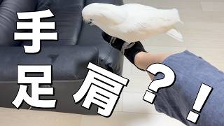 オウムさんの移動術…それは手足肩を巧みに利用すること