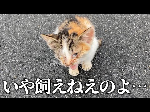 キモヲタが衰弱した子猫見つけたらこうなる