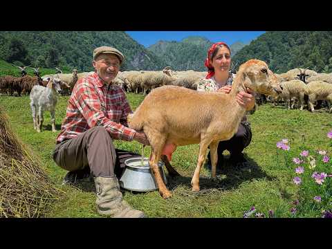 Day in Life of Mountain Shepherds: Cheesemaking and Sheep Shearing