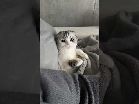 ? #cat