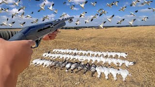 Early Snow Goose Hunting The First Cold Front of The Year!