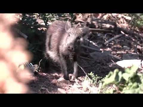YouTube video thumbnail: Spanish Authorities Track Boars, Amid Swine Fever Outbreak