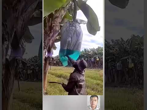 ngh./ề của anh hay nhe #xuhuongnguoidanongdicho