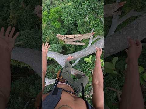 hati hati banyak dahan pohon kering #honeybeesting #climbing #honeybeedance #honeybird #nature