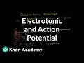 Neuronal Signal Transmission Concepts