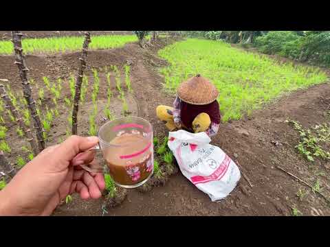 Suasana di perkampungan pagi pagi Hepy