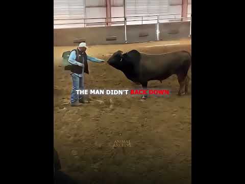 Man Walks Straight Towards Dangerous Bull