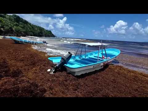 YouTube video thumbnail: Sargassum Invasion Hits Dominican Tourist Paradise of Samana